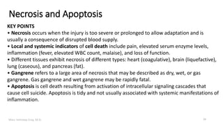 Marc Imhotep Cray, M.D.
Necrosis and Apoptosis
KEY POINTS
• Necrosis occurs when the injury is too severe or prolonged to allow adaptation and is
usually a consequence of disrupted blood supply.
• Local and systemic indicators of cell death include pain, elevated serum enzyme levels,
inflammation (fever, elevated WBC count, malaise), and loss of function.
• Different tissues exhibit necrosis of different types: heart (coagulative), brain (liquefactive),
lung (caseous), and pancreas (fat).
• Gangrene refers to a large area of necrosis that may be described as dry, wet, or gas
gangrene. Gas gangrene and wet gangrene may be rapidly fatal.
• Apoptosis is cell death resulting from activation of intracellular signaling cascades that
cause cell suicide. Apoptosis is tidy and not usually associated with systemic manifestations of
inflammation.
33
 