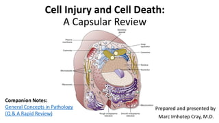 Cell Injury and Cell Death:
A Capsular Review
Prepared and presented by
Marc Imhotep Cray, M.D.
Companion Notes:
General Concepts in Pathology
(Q & A Rapid Review)
 