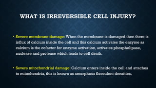 pathology - CELL INJURY AND CELL DEATH.pptx