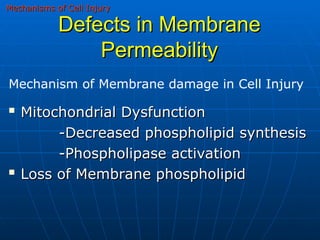 Comprehensive Overview of Cell Injury: Causes, Mechanisms, and ...