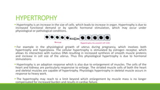 HYPERTROPHY
 Hypertrophy is an increase in the size of cells. which leads to increase in organ. Hypertrophy is due to
increased functional demand or by specific hormonal stimulation, which may occur under
physiological or pathological conditions.
 For example in the physiological growth of uterus during pregnancy, which involves both
hypertrophy and hyperplasia. The cellular hypertrophy is stimulated by estrogen receptor, which
allows its interaction with nucleus DNA resulting in increased synthesis of smooth muscle proteins
and increase in cell size of the uterus. Thus this physiological hypertrophy is due to hormonal
stimulations.
 Hypertrophy is an adaption response which is also due to enlargement of muscles. The cells of the
heart and kidneys are particularly responsive to enlarge. The striated muscle cells of both the heart
and skeletal muscles are capable of hypertrophy. Physiologic hypertrophy in skeletal muscle occurs in
response to heavy work.
 The hypertrophy may reach to a limit beyond which enlargement by muscle mass is no longer
compensated for increased burden and results in cardiac failure.
 