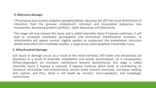 4. Ribosome damage:
 This process also involves oxidative phosphorylation, decrease the ATP the result detachment of
ribosomes from the granular endoplasmic reticulum and dissociation polysomes into
monosomes, decreased proteins synthesis , lipids deposition and lipotoxicity.
This stage cell may recover the injury and is called reversible injury If hypoxia continues, it will
lead to increased membrane permeability and diminished mitochondrial functions. In
mitochondria will appear normal, slightly swollen or condensed, the endoplasmic reticulum
dilated and entire cell is markedly swollen, a stage arises called apoptosis irreversible injury.
5. Mitochondrial Damage:
Cell injury or damage occurs as a result of the initial ischemia. ATP levels and intracellular pH
decreases as a result of anaerobic metabolism and lactate accumulation. As a consequence,
ATPase-dependent ion transport mechanisms become dysfunctional, this stage is called
reversible Injury if hypoxia is restored. If hypoxia continue which leads to contributing an
increased intracellular and mitochondrial calcium levels (calcium overload), cell keeps swelling
and rupture, and thus, there is cell death by necrotic, necro-apoptotic, and autophagic
mechanisms
 