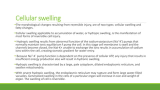 Cellular swelling
The morphological changes resulting from reversible injury, are of two types: cellular swelling and
fatty changes.
Cellular swelling applicable to accumulation of water, or hydropic swelling, is the manifestation of
most forms of reversible cell injury.
 Hydropic swelling results from abnormal function of the sodium-potassium (Na'-K') pumps that
normally maintain ionic equilibrium f pump the cell. In this stage cell membrane is swell and the
channels become closed, the Nat-K+ unable to exchange the ions results in accumulation of sodium
ions within the cell, creating osmotic gradient for water entry.
 Because Na"-K´ pump function is dependent on the presence of cellular ATP, any injury that results in
insufficient energy production also will result in hydronic swelling.
Hydropic swelling is characterized by a large, pale cytoplasm, dilated endoplasmic reticulum, and
swollen mitochondria.
With severe hydropic swelling, the endoplasmic reticulum may rupture and form large water-filled
vacuoles. Generalized swelling in the cells of a particular organ will increase in size and weight of
organ. The swelling of cell is reversible.
 