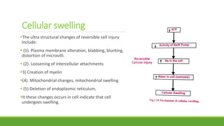 Cellular swelling
The ultra structural changes of reversible cell injury
include:
 (1). Plasma membrane alteration, blabbing, blunting,
distortion of microvilli.
 (2). Loosening of intercellular attachments
3) Creation of myelin
(4). Mitochondrial changes, mitochondrial swelling
 (5) Deletion of endoplasmic reticulum,
It these changes occurs in cell indicate that cell
undergoes swelling.
 