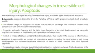 Morphological changes in irreversible cell
injury: Apoptosis
The morphological changes resulting from reversible injury, are of two types: Necrosis and Apoptosis.
1. Apoptosis: Apoptosis (from the Greek for "a falling off") is a highly programmed cell death or cellular
suicide.
 The different stages of apoptotic cell death start by cellular shrinkage and chromatin condensation,
concomitant with formation of membrane blebs.
 Organelles and nuclei fragment and the blebs begin formation of apoptotic bodies which are eventually
engulfed macrophages or neighboring cells by endocytosis/phagocytosis.
 The lack of release of cellular components to the extracellular fluid results in the absence of inflammation.
Apoptosis is responsible for number of physiological events including the destruction of cell during
embryogenesis for hormone-dependent involution as occur in death immune cells after cytokine
depletion.
 The apoptosis may be triggered by pathologic stimuli such as radiation and virus. The best example is the
apoptotic cell fragments are found in liver cells due to viral hepatitis.
 