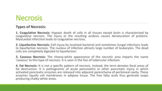 Necrosis
Types of Necrosis:
1. Coagulative Necrosis: Hypoxic death of cells in all tissues except brain is characterized by
coagulative necrosis. The injury or the resulting acidosis causes denaturation of proteins.
Myocardial infarction leads to coagulative necrosis.
2. Liquefactive Necrosis: Cell injury by localized bacterial and sometimes fungal infections leads
to liquefactive necrosis. The nucleus of infection attracts large number of leukocytes. The dead
cells are completely digested to liquefaction.
3. Caseous Necrosis: The cheesy-white appearance of the necrotic area imparts the name
'caseous' to this type of necrosis. It is seen in the foci of tubercular infection.
4. Fat Necrosis: It is not a specific pattern of necrosis. Instead, the term denotes focal areas of
fat destruction. It is pathognomic of acute pancreatitis or other pancreatic injury in which
activated pancreatic enzymes are released into adjacent parenchyma of peritoneal cavity. These
enzymes liquefy cell membranes in adipose tissue. The free fatty acids thus generate soaps
producing chalky-white areas.
 