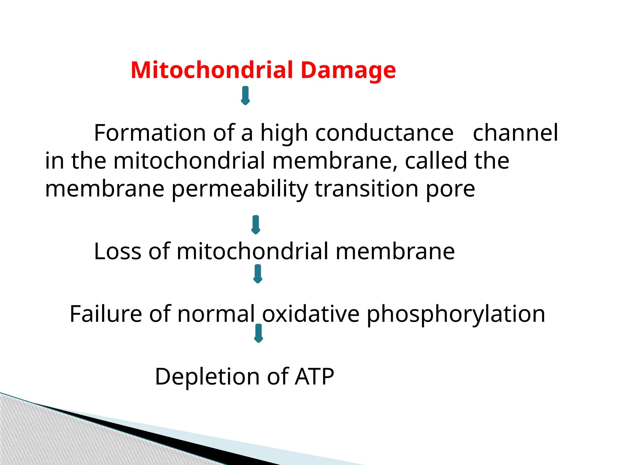 Mitochondrial Damage
Formation of a high conductance channel
in the mitochondrial membrane, called the
membrane permeability transition pore
Loss of mitochondrial membrane
Failure of normal oxidative phosphorylation
Depletion of ATP
 