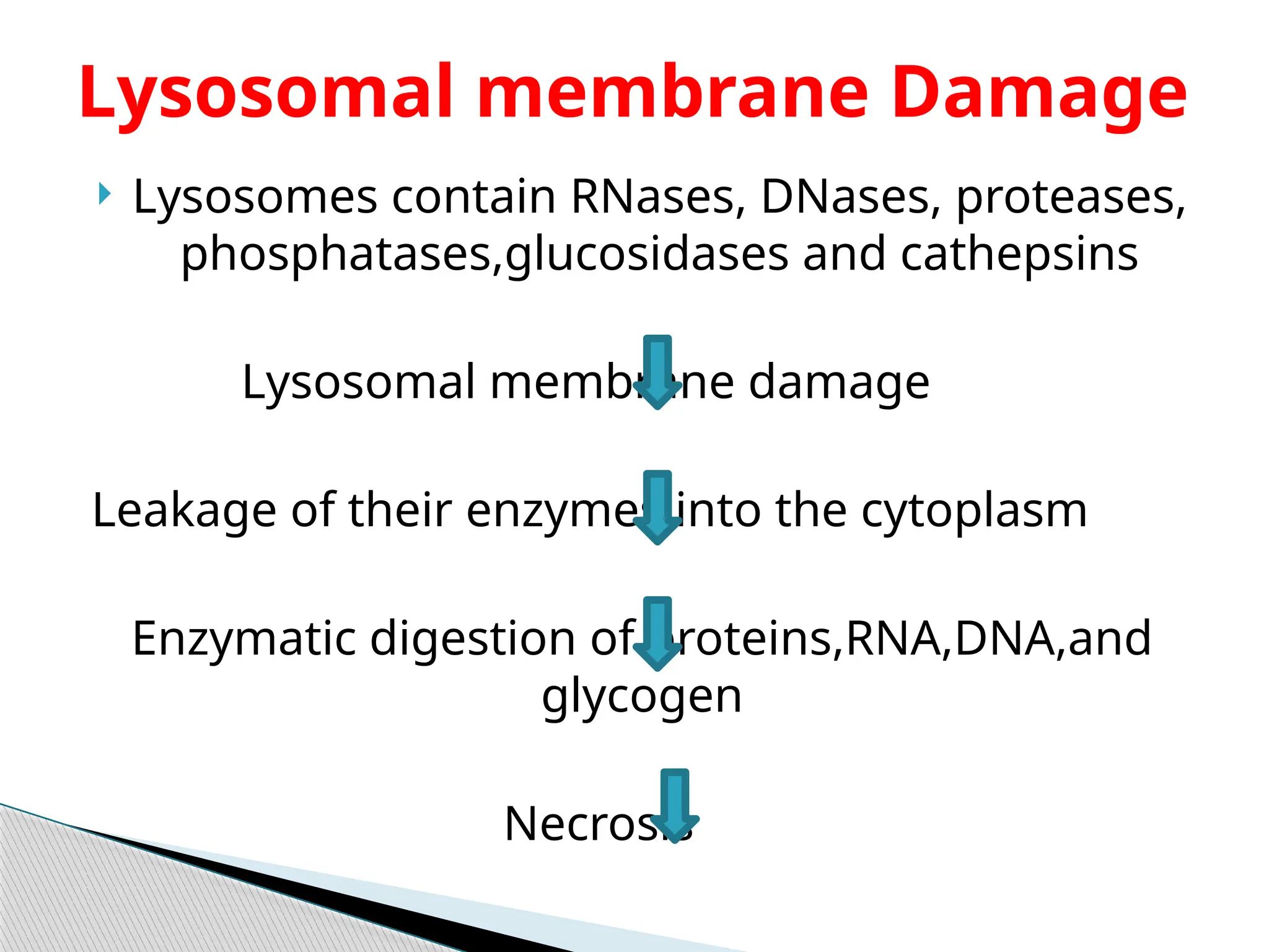  Lysosomes contain RNases, DNases, proteases,
phosphatases,glucosidases and cathepsins
Lysosomal membrane damage
Leakage of their enzymes into the cytoplasm
Enzymatic digestion of proteins,RNA,DNA,and
glycogen
Necrosis
Lysosomal membrane Damage
 