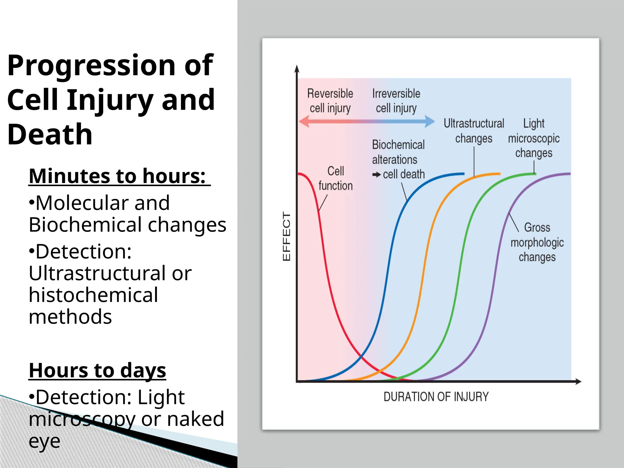 Progression of
Cell Injury and
Death
Minutes to hours:
•Molecular and
Biochemical changes
•Detection:
Ultrastructural or
histochemical
methods
Hours to days
•Detection: Light
microscopy or naked
eye
 