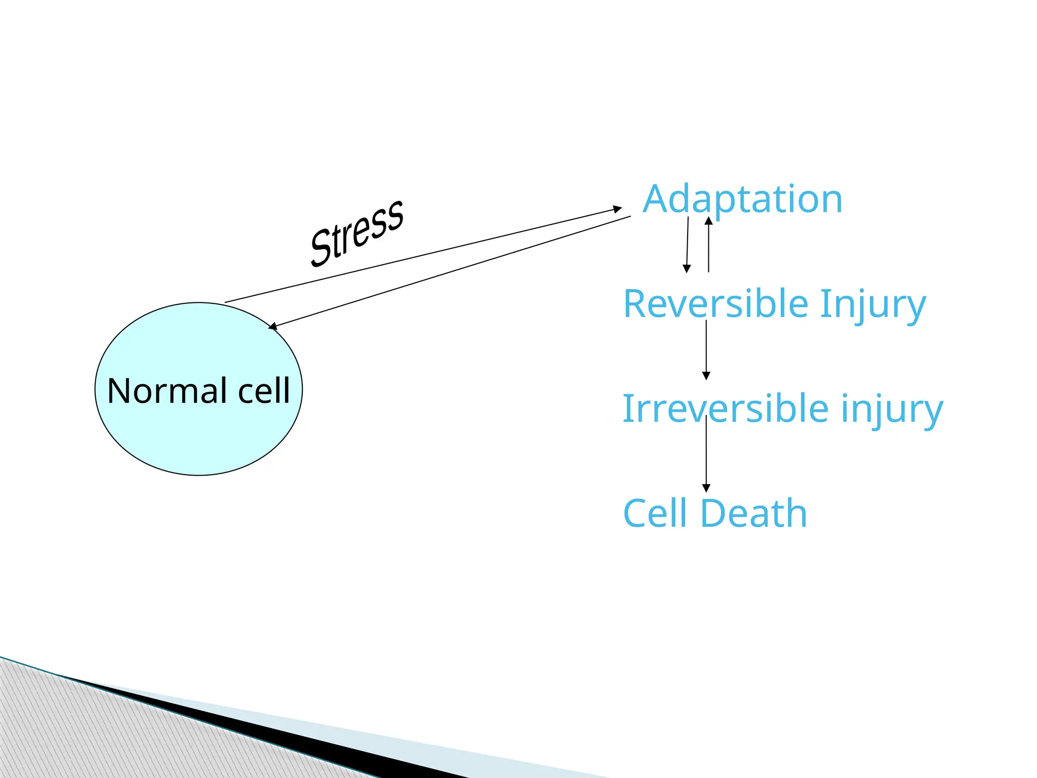 Adaptation
Reversible Injury
Irreversible injury
Cell Death
Normal cell
 