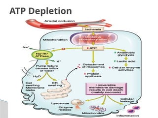 cell injury and mechanisms of bacterial cell | PPTX