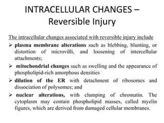 cell injury and necrosis mechanism Pathology.ppt