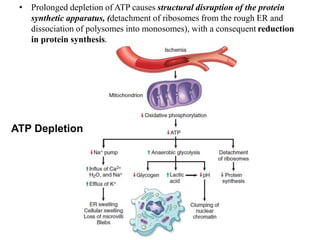 cell injury and necrosis mechanism Pathology.ppt