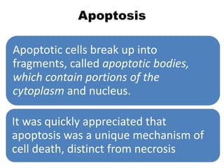 Cell injury apoptosis | PPTX