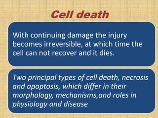 Cell injury causes and overview of cell injury and cell death lect 4 ...