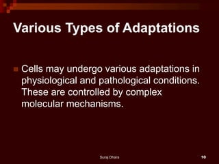 Various Types of Adaptations
 Cells may undergo various adaptations in
physiological and pathological conditions.
These are controlled by complex
molecular mechanisms.
Suraj Dhara 10
 