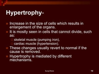 Hypertrophy-
 Increase in the size of cells which results in
enlargement of the organs.
 It is mostly seen in cells that cannot divide, such
as:
 skeletal muscle (pumping iron),
 cardiac muscle (hypertension).
 These changes usually revert to normal if the
cause is removed.
 Hypertrophy is mediated by different
mechanisms.
Suraj Dhara 12
 