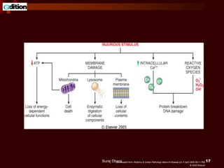 Downloaded from: Robbins & Cotran Pathologic Basis of Disease (on 4 April 2005 06:11 PM)
© 2005 Elsevier
Suraj Dhara 17
 