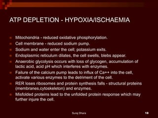 ATP DEPLETION - HYPOXIA/ISCHAEMIA
 Mitochondria - reduced oxidative phosphorylation.
 Cell membrane - reduced sodium pump.
 Sodium and water enter the cell; potassium exits.
 Endoplasmic reticulum dilates, the cell swells, blebs appear.
 Anaerobic glycolysis occurs with loss of glycogen, accumulation of
lactic acid, acid pH which interferes with enzymes.
 Failure of the calcium pump leads to influx of Ca++ into the cell,
activate various enzymes to the detriment of the cell.
 RER loses ribosomes and protein synthesis falls - structural proteins
(membranes,cytoskeleton) and enzymes.
 Misfolded proteins lead to the unfolded protein response which may
further injure the cell.
Suraj Dhara 18
 