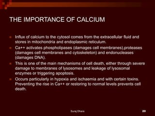 THE IMPORTANCE OF CALCIUM
 Influx of calcium to the cytosol comes from the extracellular fluid and
stores in mitochondria and endoplasmic reticulum.
 Ca++ activates phospholipases (damages cell membranes),proteases
(damages cell membranes and cytoskeleton) and endonucleases
(damages DNA).
 This is one of the main mechanisms of cell death, either through severe
damage to membranes of lysosomes and leakage of lysosomal
enzymes or triggering apoptosis.
 Occurs particularly in hypoxia and ischaemia and with certain toxins.
Preventing the rise in Ca++ or restoring to normal levels prevents cell
death.
Suraj Dhara 20
 