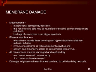 MEMBRANE DAMAGE
 Mitochondria –
 mitochondrial permeability transition;
 this non-selective pore may be reversible or become permanent leading to
cell death.
 Leakage of cytochrome c can trigger apoptosis.
 Plasma membrane –
 mechanisms include those occuring with hypoxia/ischaemia and free
radicals, but also
 immune mechanisms as with complement activation and
 perforin from lymphocyte attack on cells infected with a virus.
 All membranes may be damaged and ruptured by
 mechanical force as in trauma, or by
 ice crystals as in extreme cold.
 Damage to lysosomal membranes can lead to cell death by necrosis.
Suraj Dhara 27
 