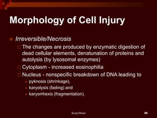 Morphology of Cell Injury
 Irreversible/Necrosis
 The changes are produced by enzymatic digestion of
dead cellular elements, denatunation of proteins and
autolysis (by lysosomal enzymes)
 Cytoplasm - increased eosinophilia
 Nucleus - nonspecific breakdown of DNA leading to
 pyknosis (shrinkage),
 karyolysis (fading) and
 karyorrhexis (fragmentation).
Suraj Dhara 36
 