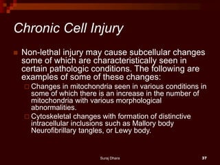 Chronic Cell Injury
 Non-lethal injury may cause subcellular changes
some of which are characteristically seen in
certain pathologic conditions. The following are
examples of some of these changes:
 Changes in mitochondria seen in various conditions in
some of which there is an increase in the number of
mitochondria with various morphological
abnormalities.
 Cytoskeletal changes with formation of distinctive
intracellular inclusions such as Mallory body
Neurofibrillary tangles, or Lewy body.
Suraj Dhara 37
 