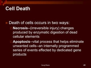 Cell Death
 Death of cells occurs in two ways:
Necrosis--(irreversible injury) changes
produced by enzymatic digestion of dead
cellular elements
Apoptosis--vital process that helps eliminate
unwanted cells--an internally programmed
series of events effected by dedicated gene
products
Suraj Dhara 41
 
