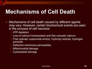 Mechanisms of Cell Death
 Mechanisms of cell death caused by different agents
may vary. However, certain biochemical events are seen
in the process of cell necrosis:
 ATP depletion
 Loss of calcium homeostasis and free cytosolic calcium
 Free radicals: superoxide anions, Hydroxyl radicals, hydrogen
peroxide
 Defective membrane permeability
 Mitochondrial damage
 Cytoskeletal damage
Suraj Dhara 42
 