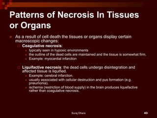 Patterns of Necrosis In Tissues
or Organs
 As a result of cell death the tissues or organs display certain
macroscopic changes:
 Coagulative necrosis:
 typically seen in hypoxic environments
 the outline of the dead cells are maintained and the tissue is somewhat firm.
 Example: myocardial infarction
 Liquifactive necrosis: the dead cells undergo disintegration and
affected tissue is liquified.
 Example: cerebral infarction.
 usually associated with cellular destruction and pus formation (e.g.
pneumonia).
 ischemia (restriction of blood supply) in the brain produces liquefactive
rather than coagulative necrosis.
Suraj Dhara 43
 