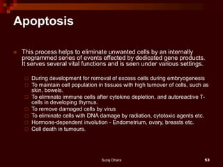 Apoptosis
 This process helps to eliminate unwanted cells by an internally
programmed series of events effected by dedicated gene products.
It serves several vital functions and is seen under various settings.
 During development for removal of excess cells during embryogenesis
 To maintain cell population in tissues with high turnover of cells, such as
skin, bowels.
 To eliminate immune cells after cytokine depletion, and autoreactive T-
cells in developing thymus.
 To remove damaged cells by virus
 To eliminate cells with DNA damage by radiation, cytotoxic agents etc.
 Hormone-dependent involution - Endometrium, ovary, breasts etc.
 Cell death in tumours.
Suraj Dhara 53
 