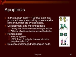 Apoptosis
 In the human body ~ 100,000 cells are
produced every second by mitosis and a
similar number die by apoptosis.
 Development and morphogenesis
 During limb formation separate digits evolve
 Ablation of cells no longer needed (tadpole)
 Homeostasis
 Immune system
 >95% T and B cells die during maturation
(negative selection)
 Deletion of damaged/ dangerous cells
Suraj Dhara 54
 