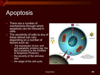 Apoptosis
 There are a number of
mechanisms through which
apoptosis can be induced in
cells.
 The sensitivity of cells to any of
these stimuli can vary
depending on a number of
factors such as:
 the expression of pro- and
anti-apoptotic proteins (eg. the
Bcl-2 proteins or the Inhibitor
of Apoptosis Proteins),
 the severity of the stimulus
and
 the stage of the cell cycle.
Suraj Dhara 56
 