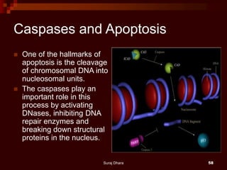 Caspases and Apoptosis
 One of the hallmarks of
apoptosis is the cleavage
of chromosomal DNA into
nucleosomal units.
 The caspases play an
important role in this
process by activating
DNases, inhibiting DNA
repair enzymes and
breaking down structural
proteins in the nucleus.
Suraj Dhara 58
 