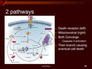 2 pathways
 Death receptor (left)
 Mitochondrial (right)
 Both Converge
 Caspase 3 activation
 Then branch causing
eventual cell death
Suraj Dhara 59
 