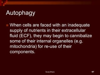 Autophagy
 When cells are faced with an inadequate
supply of nutrients in their extracellular
fluid (ECF), they may begin to cannibalize
some of their internal organelles (e.g.
mitochondria) for re-use of their
components.
Suraj Dhara 67
 