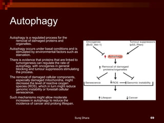 Autophagy
Autophagy is a regulated process for the
removal of damaged proteins and
organelles.
Autophagy occurs under basal conditions and is
stimulated by environmental factors such as
starvation.
There is evidence that proteins that are linked to
tumorigenesis can regulate the rate of
autophagy, with oncogenes in general
blocking and tumour suppressors stimulating
the process.
The removal of damaged cellular components,
especially damaged mitochondria, might
decrease the level of reactive oxygen
species (ROS), which in turn might reduce
genomic instability or forestall cellular
senescence.
Such mechanisms might allow moderate
increases in autophagy to reduce the
incidence of cancer and prolong lifespan.
Suraj Dhara 69
 