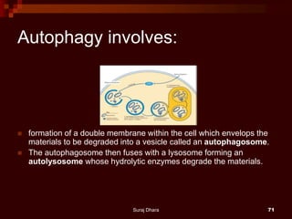 Autophagy involves:
 formation of a double membrane within the cell which envelops the
materials to be degraded into a vesicle called an autophagosome.
 The autophagosome then fuses with a lysosome forming an
autolysosome whose hydrolytic enzymes degrade the materials.
Suraj Dhara 71
 