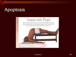 Apoptosis
Suraj Dhara 73
 