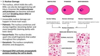 Cell_Injury_etiology and Pathophysiology.pptx