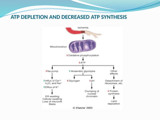 Cell Injury: overview, causes, types, mechanism | PPTX