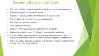 Enzyme leakage and cell death
 The major cellular organelle containing digestive enzymes are lysosomes.
1. Acid phosphatases for phosphate esters
2. Nucleases : DNAase, RNAase for breakdown of nucleic acids.
3. Protein digesting enzymes: proteases, collagenases
4. Carbohydrate digesting enzymes
5. Lipid digesting enzymes.
 Enzymes within lysosomes are responsible for cell death.
 Lysosomes mediate events in cell death process called apoptosis.
 Survival of cells require constant turning over. New components and
structures are made while the old and worn out components are removed.
 During starvation cells use autophagy to breakdown cellular components and
provide energy for their survival.
 