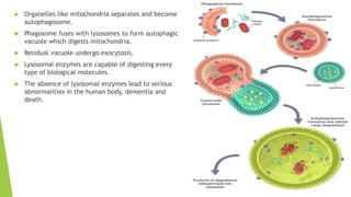  Organelles like mitochondria separates and become
autophagosome.
 Phagosome fuses with lysosomes to form autophagic
vacuole which digests mitochondria.
 Residual vacuole undergo exocytosis.
 Lysosomal enzymes are capable of digesting every
type of biological molecules.
 The absence of lysosomal enzymes lead to serious
abnormalities in the human body, dementia and
death.
 