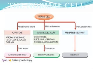 Comprehensive Overview of Cell Injury: Causes, Pathogenesis, and ...