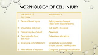 MORPHOLOGY OF CELL INJURY
 
