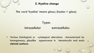 2. Hyaline change
The word ‘hyaline’ means glassy (hyalos = glass).
extracellular.intracellular
Types
• Various histological or cytological alterations characterized by
homogeneous, glasslike appearance in hematoxylin and eosin
stained sections.
 
