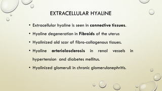 • Extracellular hyaline is seen in connective tissues.
• Hyaline degeneration in Fibroids of the uterus
• Hyalinized old scar of fibro-collagenous tissues.
• Hyaline arteriolosclerosis in renal vessels in
hypertension and diabetes mellitus.
• Hyalinized glomeruli in chronic glomerulonephritis.
EXTRACELLULAR HYALINE
 