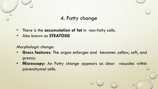 4. Fatty change
• There is the accumulation of fat in non-fatty cells.
• Also known as STEATOSIS
Morphologic change:
• Gross features: The organ enlarges and becomes yellow, soft, and
greasy.
• Microscopy: An Fatty change appears as clear vacuoles within
parenchymal cells.
 