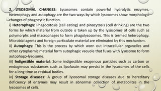 2. LYSOSOMAL CHANGES: Lysosomes contain powerful hydrolytic enzymes.
Heterophagy and autophagy are the two ways by which lysosomes show morphologic
changes of phagocytic function.
i) Heterophagy: Phagocytosis (cell eating) and pinocytosis (cell drinking) are the two
forms by which material from outside is taken up by the lysosomes of cells such as
polymorphs and macrophages to form phagolysosomes. This is termed heterophagy.
Microbial agents and foreign particulate material are eliminated by this mechanism.
ii) Autophagy: This is the process by which worn out intracellular organelles and
other cytoplasmic material form autophagic vacuole that fuses with lysosome to form
autophago-lysosome.
iii) Indigestible material: Some indigestible exogenous particles such as carbon or
endogenous substances such as lipofuscin may persist in the lysosomes of the cells
for a long time as residual bodies.
iv) Storage diseases: A group of lysosomal storage diseases due to hereditary
deficiency of enzymes may result in abnormal collection of metabolites in the
lysosomes of cells.
 