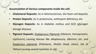 Accumulation of Various components inside the cell:
• Cholesterol Deposits: As in Atherosclerosis, the foam cell deposits
• Protein Deposits: As in proteinuria, antitrypsin deficiency, etc.
• Glycogen Deposits: As in diabetes melitus and GCD (glycogen
storage disease)
• Pigment Deposits: Endogenous Pigments (Melanin, Hemoprotein,
Lipofuscin) causing disease like alkaptonuria, albinism, etc. and
Exogenous pigments (Pollutants, Metals (lead, silver), Ink of
Tattoo) causing several toxicities in cell.
 